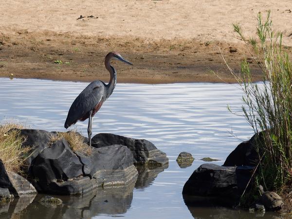 <h3><a href="/trips/safari/biota/animalia/chordata/aves/015 pelecaniformes/002 ardeidae/ardea goliath/ardea goliath-nl.html">Ardea&nbsp;goliath</a> / Goliath&nbsp;heron / Reuzenreiger</h3>OM-1 Mark II met OLYMPUS M.300mm F4.0, 1/2000 sec  bij F4.0, ISO 200, afstand 152&nbsp;m